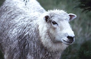 Овца не выдала насильника